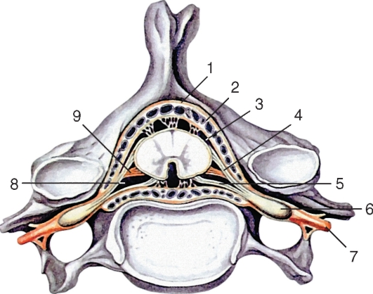 http://vmede.org/sait/content/anatomija_mixailov_t1/11_files/mb4_023.jpeg