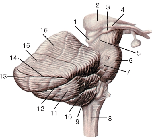 http://vmede.org/sait/content/anatomija_mixailov_t1/11_files/mb4_039.jpeg