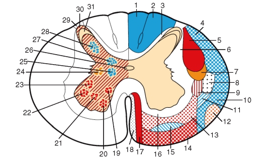 http://vmede.org/sait/content/anatomija_mixailov_t1/11_files/mb4_009.jpeg