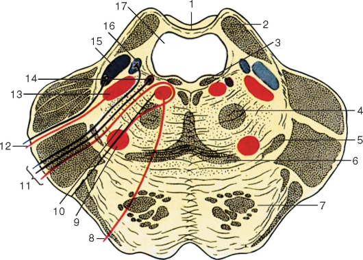 http://vmede.org/sait/content/anatomija_mixailov_t1/11_files/mb4_010.jpeg