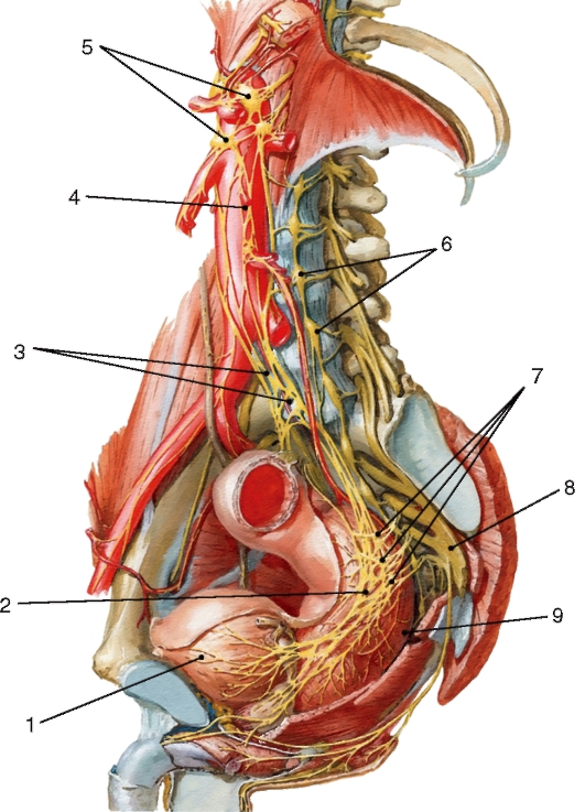 http://vmede.org/sait/content/anatomija_mixailov_t1/11_files/mb4_030.jpeg