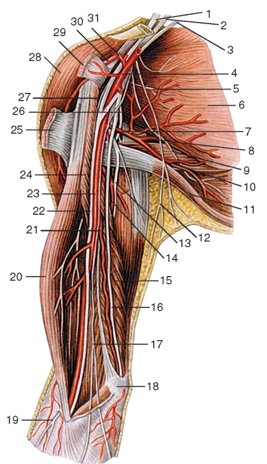 http://vmede.org/sait/content/anatomija_mixailov_t1/11_files/mb4_065.jpeg