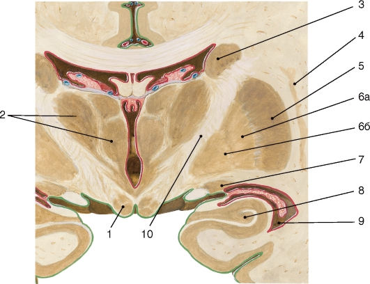 http://vmede.org/sait/content/anatomija_mixailov_t1/11_files/mb4_056.jpeg