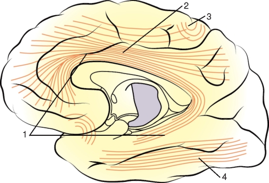 http://vmede.org/sait/content/anatomija_mixailov_t1/11_files/mb4_068.jpeg