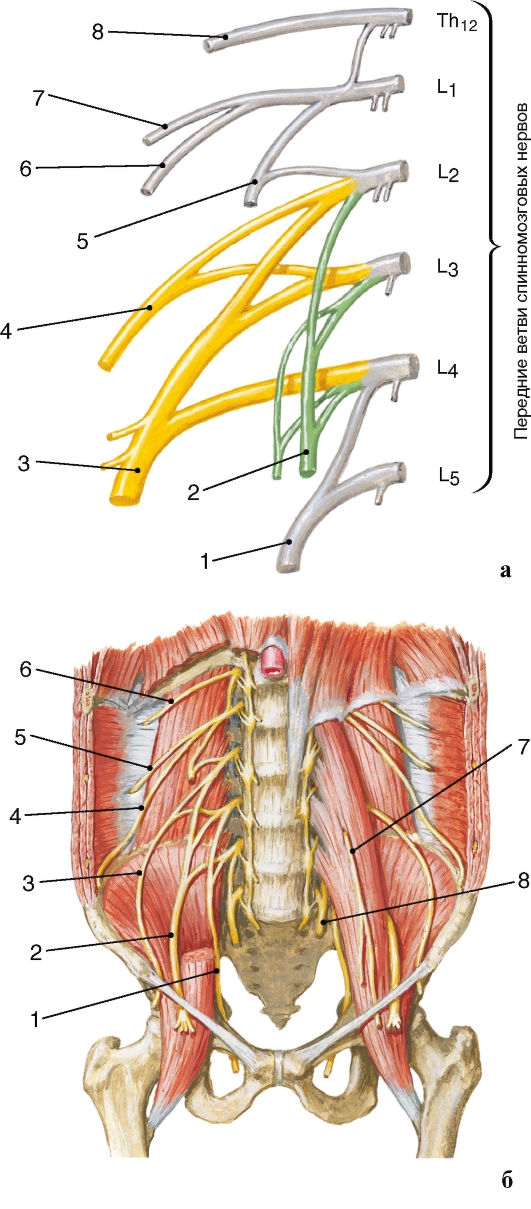 http://vmede.org/sait/content/anatomija_mixailov_t1/11_files/mb4_031.jpeg