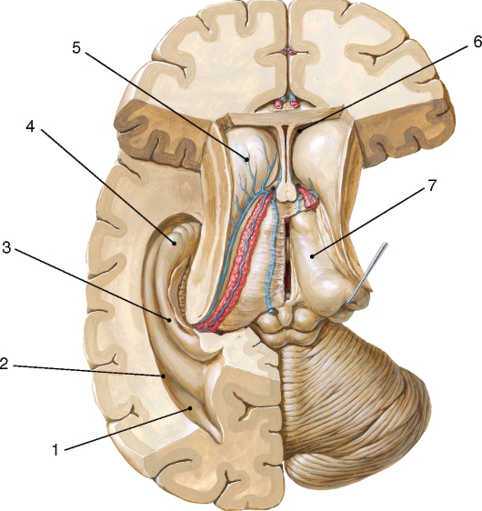 http://vmede.org/sait/content/anatomija_mixailov_t1/11_files/mb4_024.jpeg