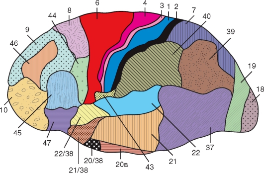 http://vmede.org/sait/content/anatomija_mixailov_t1/11_files/mb4_002.jpeg