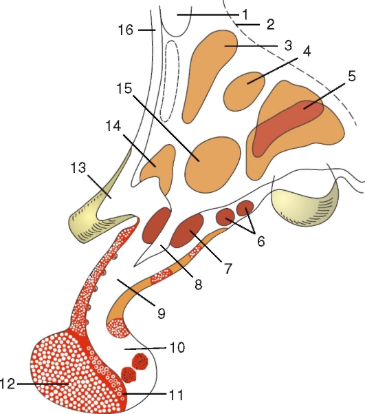 http://vmede.org/sait/content/anatomija_mixailov_t1/11_files/mb4_007.jpeg