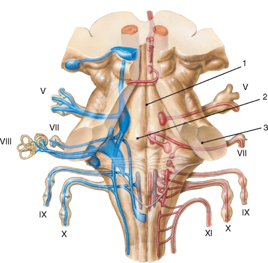 http://vmede.org/sait/content/anatomija_mixailov_t1/11_files/mb4_028.jpeg