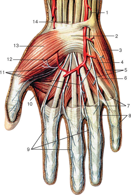 http://vmede.org/sait/content/anatomija_mixailov_t1/11_files/mb4_026.jpeg