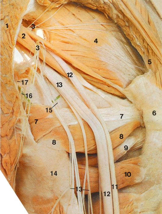 http://vmede.org/sait/content/anatomija_mixailov_t1/11_files/mb4_052.jpeg