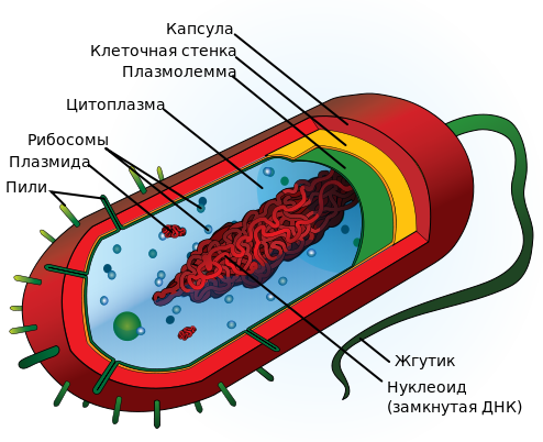 file:average prokaryote cell- ru.svg