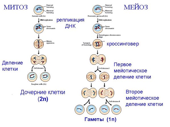 http://bio.fizteh.ru/student/files/biology/biolections/lection15/fig05-arpfelupqns.jpg