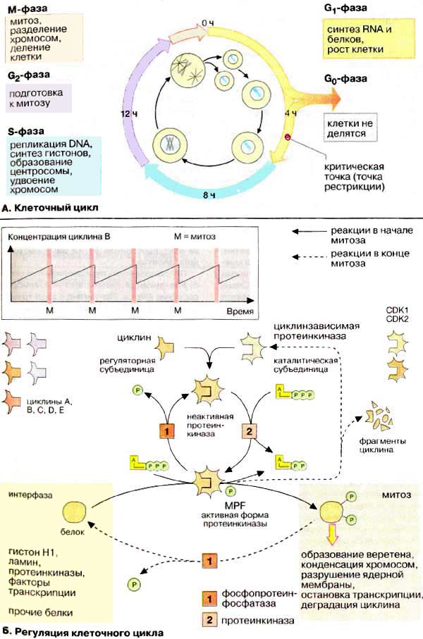 http://yanko.lib.ru/books/biolog/nagl_biochem/381.jpg