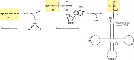 синтез аминоацил-трнк