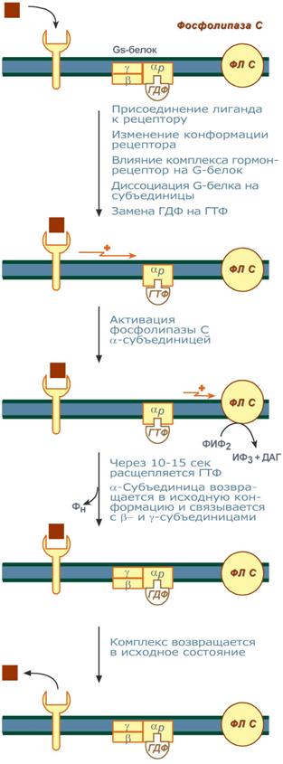 этапы кальций-фосфолипидного механизма