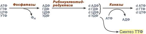 синтез дезоксирибонуклеотидов