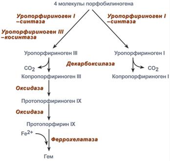 схема синтеза гема