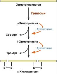 активация химотрипсина