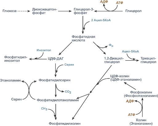 схема синтеза фосфолипидов