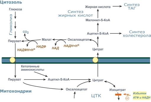 схема биосинтеза жиров