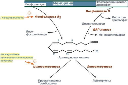 синтез эйкозаноидов