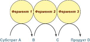 строение мульферментного комплекса