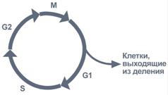 фазы клеточного цикла