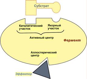 s04-03-stroenie-fermentov