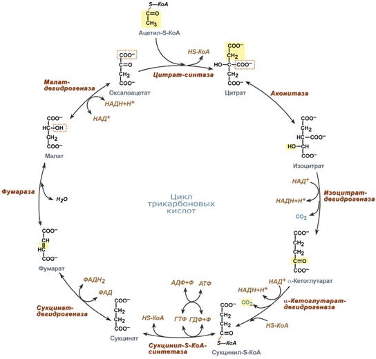 цикл трикарбоновых кислот