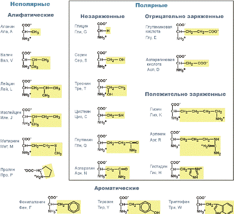 протеиногенные аминокислоты и их буквенные обозначения