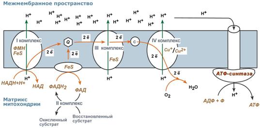 строение дыхательной цепи и механизм окислительного фосфорилирования