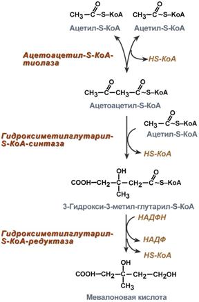 синтез мевалоновой кислоты