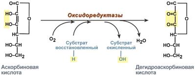 функция аскорбиновой кислоты