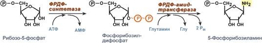 синтез 5-фосфорибозиламина