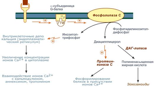 кальций-фосфолипидный механизм