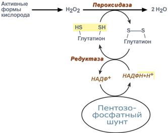 роль надфн в антиоксидантной системе клетки