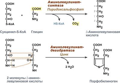 синтез порфобилиногена (гема)