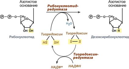 реакция синтеза дезоксирибонуклеотидов