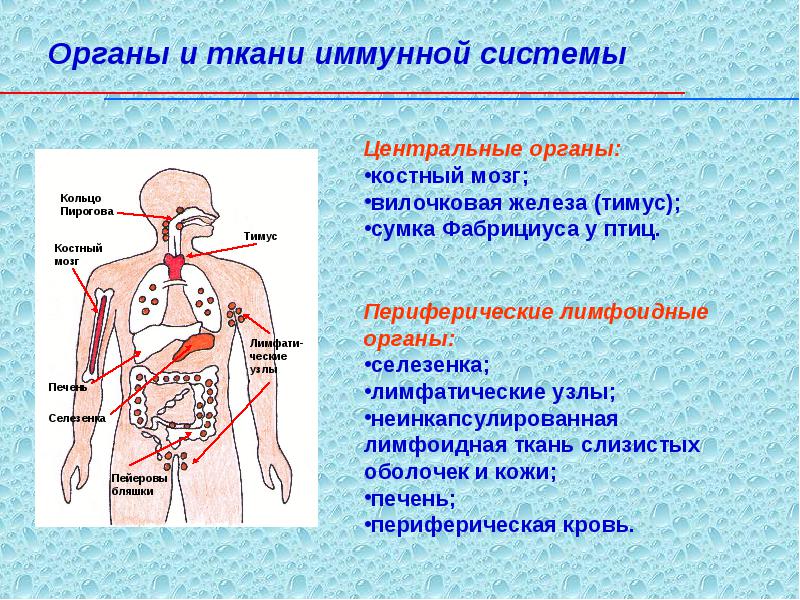 http://uhimik.ru/gou-vpo-kirovskaya-gma-kafedra-mikrobiologii-s-virusologiej-i/img6.jpg