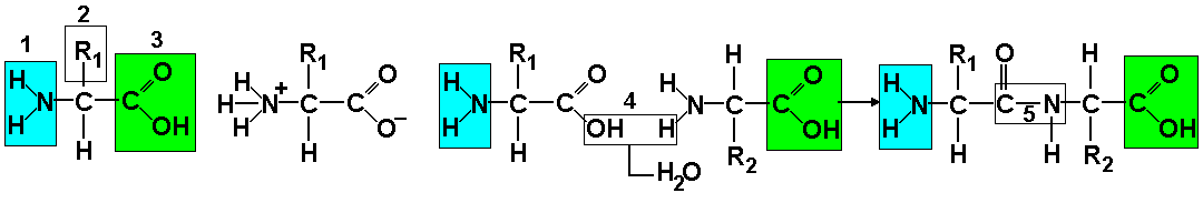 аминокислота1