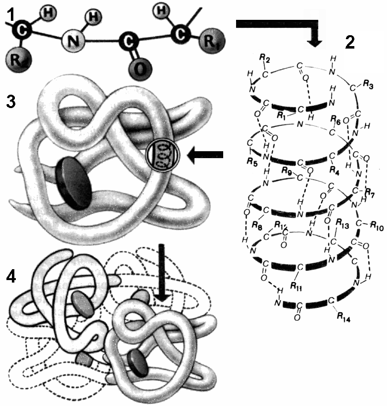 структура белка