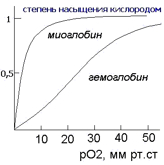 http://orgchem.tsu.ru/biotech/hemo/mioglob.gif