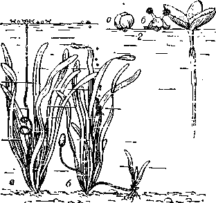 описание: гидрофилия у валлисиерии: слева — женское (а) и мужское (б) растения; справа — опыление, происходящее на поверхности воды (1 — женский цветок, 2 — мужской цветок: а — нераскрывшийся, б — раскрывшийся).