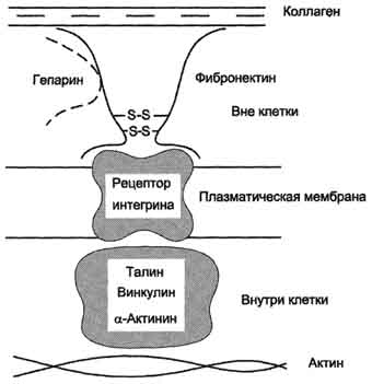 рис. 15-20. схема взаимодействия фибронектина с интегрином.