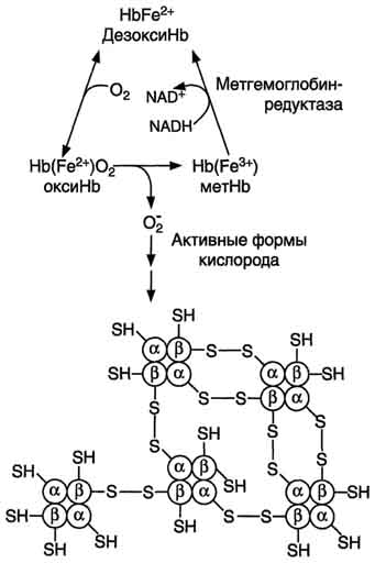 рис. 14-5. схема образования телец хайнца- агрегация гемоглобина. в норме супероксиддисмутаза катализирует образование пероксида водорода, который под действием глутатионпероксидазы превращается в н2о. при недостаточной активности ферментов обезвреживания активных форм кислорода между протомерами метгемоглобина образуются дисульфидные связи, и они агрегируют.