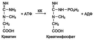 http://www.biochemistry.ru/biohimija_severina/img/b5873p121-i1.jpg