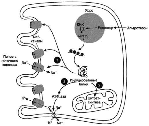 рис. 11-33. механизм действия альдостерона. альдостерон, взаимодействуя с внутриклеточными рецепторами и стимулируя синтез белков: 1 - увеличивает реабсорбцию na+ из мочи; 2 - индуцирует синтез ферментов цтк, активность которых обеспечивает продукцию атф; 3 - активирует nа+,к+,-атф-азу, которая поддерживает низкую внутриклеточную концентрацию ионов натрия и высокую концентрацию ионов калия.