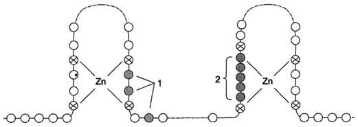 рис. 11-7. структура центрального домена стероидного гормона. 1 - аминокислотные остатки, участвующие в связывании днк; 2 - область димеризации. центральный днк-связывающий домен содержит 2 
