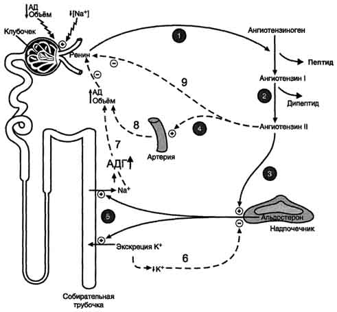 рис. 11-34. система ренинангиотензинальдостерон. ренин, протеолитический фермент, катализирует превращение ангиотензиногена (гликопротеина) в ангиотензин i (декапептид). 1 - ренин, протеолитический фермент, катализирует превращение ангиотензиногена (глйкопротеина) в ангиотензин i; 2 - ангиотензин i превращается в ангиотензин ii под действием апф, отщепляющего два аминокислотных остатка от декапептида; 3 - ангиотензин ii стимулирует синтез и секрецию альдостерона; 4 - ангйотензин ii вызывает сужение сосудов периферических артерий; 5 - альдостерон стимулирует реабсорбцию na+ и экскрецию к+; 6, 7, 8, 9 - торможение секреции ренина и альдостерона по механизму отрицательной обратной связи. пунктирные линии - регуляция по принципу обратной связи.
